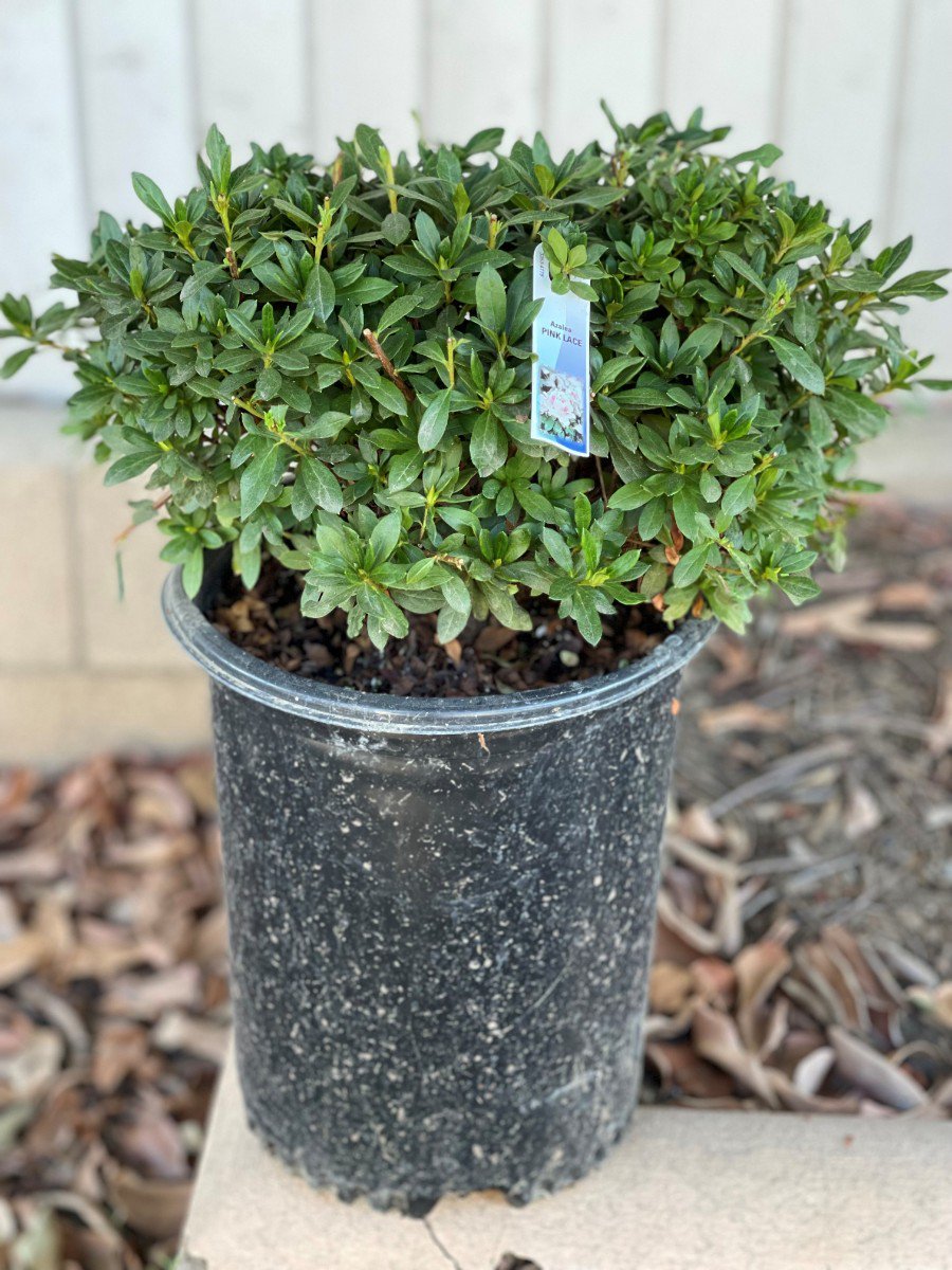 Photo for Azalea southern indica ‘Pink Lace’ (Pink Lace Azalea)