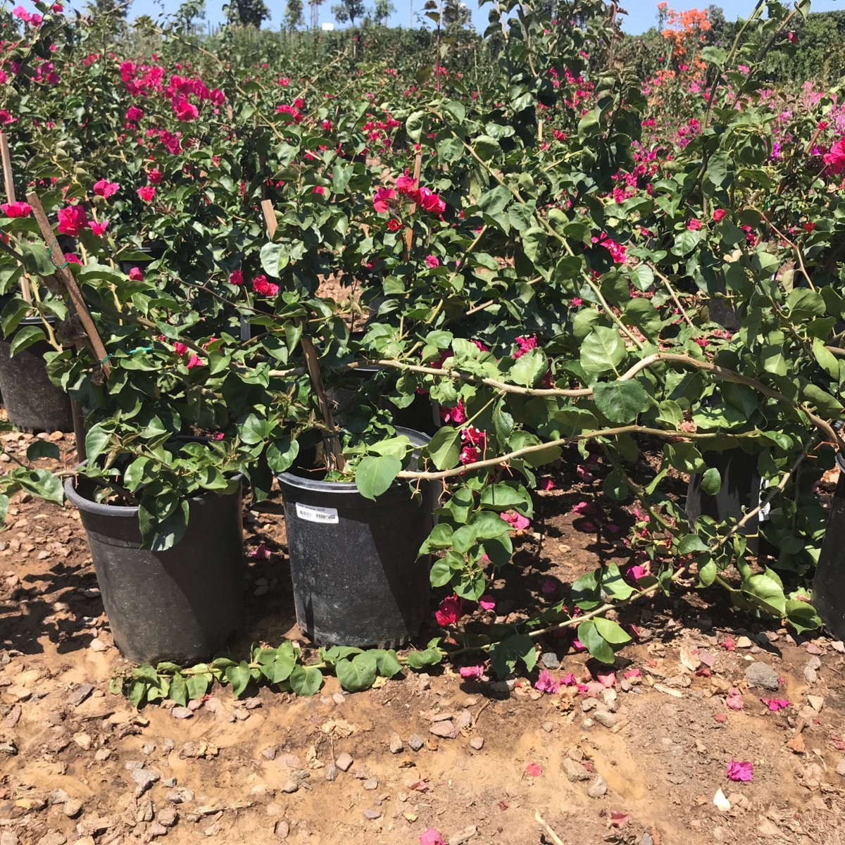 Photo for Bougainvillea 'San Diego Red' (Vine) (Red Bougainvillea)
