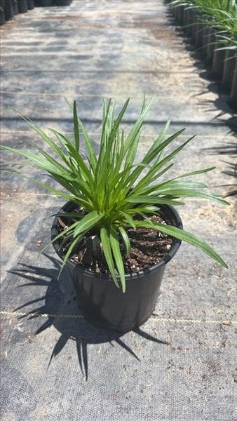 Photo for Liatris spicata (Blazing Star)