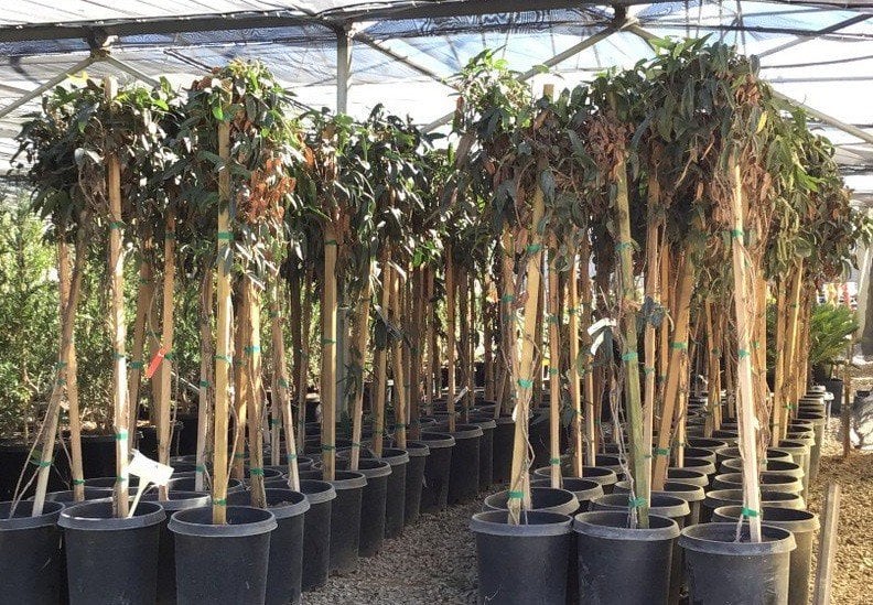 Photo for Clematis armandii (Evergreen Clematis)