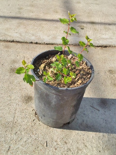 Photo for Rhamnus crocea (Redberry)