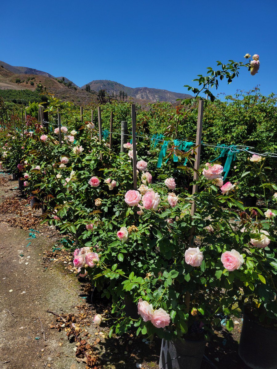 Photo for Rosa 'Eden' (Eden Climbing Rose)