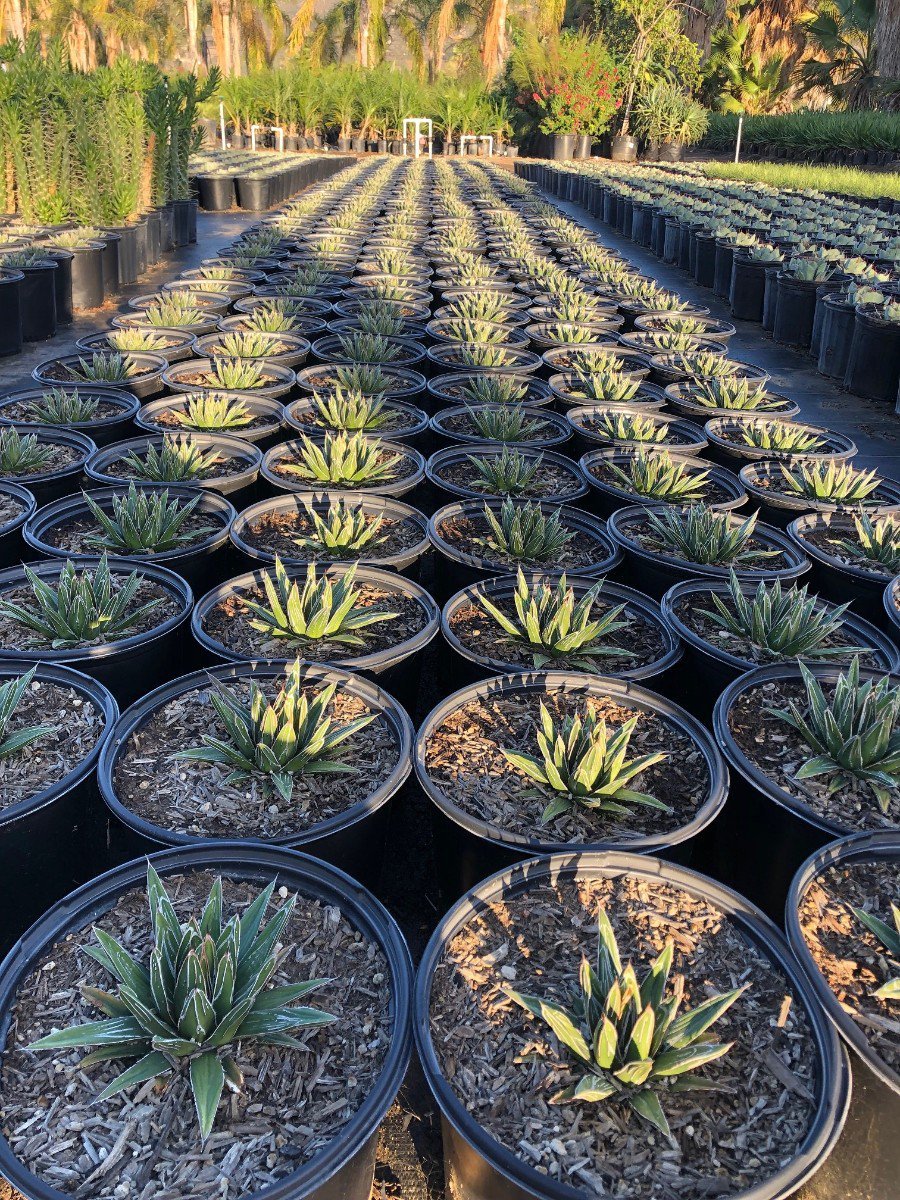 Photo for Agave victoriae-reginae 'Compacta' (Compact Queen Victoria Agave)
