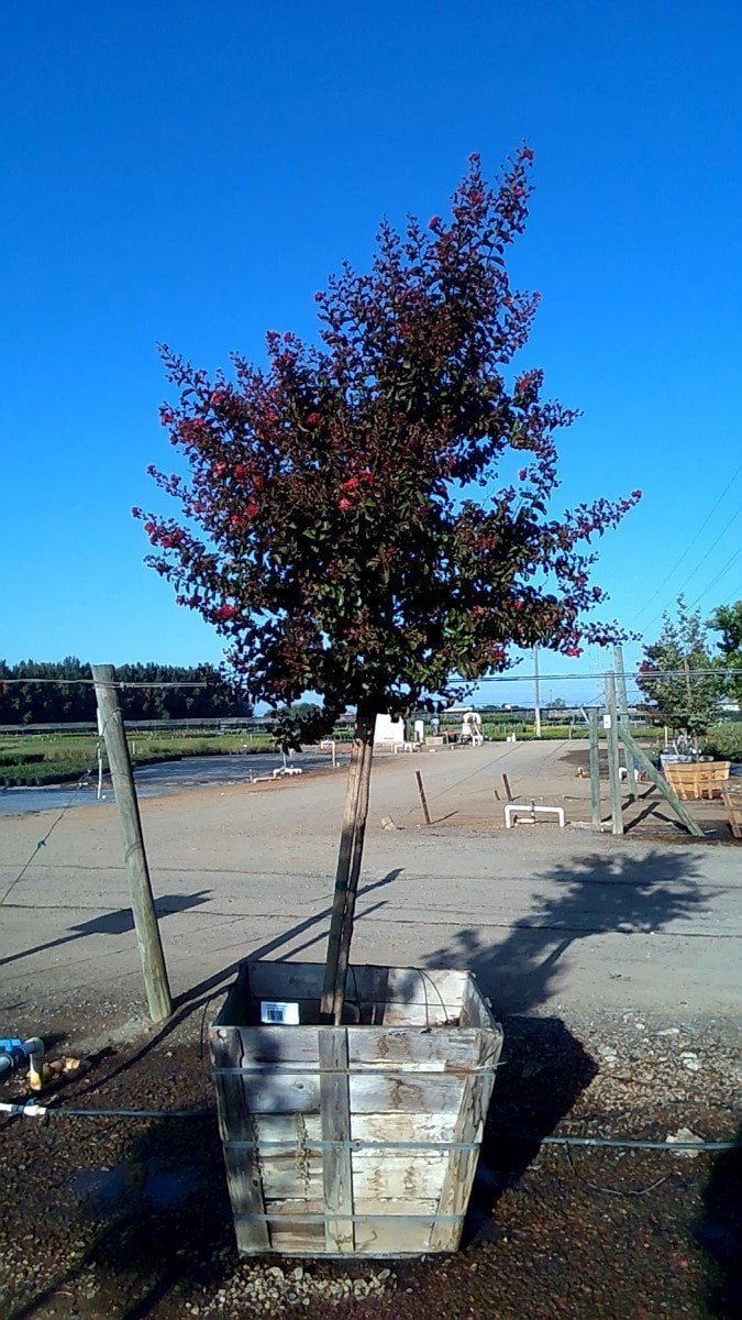 Photo for Lagerstroemia 'Crimson Red' (Crimson Red Crape Myrtle)