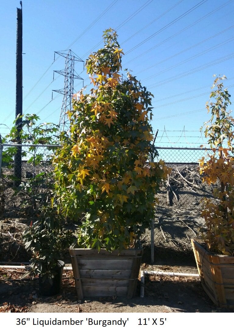 Photo for Liquidambar styraciflua ‘Burgundy’ (Bergundy American Sweet Gum)