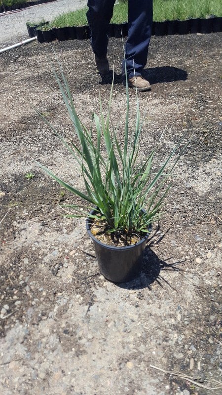 Photo for Elymus californicus (Leymus californicus) (California Bottlebrush Grass)