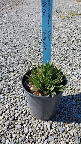 Photo for Sisyrinchium bellum 'Rocky Point' (Rocky Point Blue Eyed Grass)