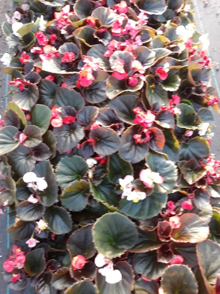 Photo for Begonia semperflorens (Wax Begonia)