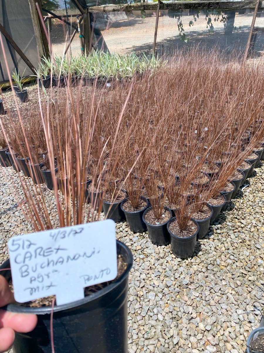 Photo for Carex buchananii (Fox Red Curly Sedge)