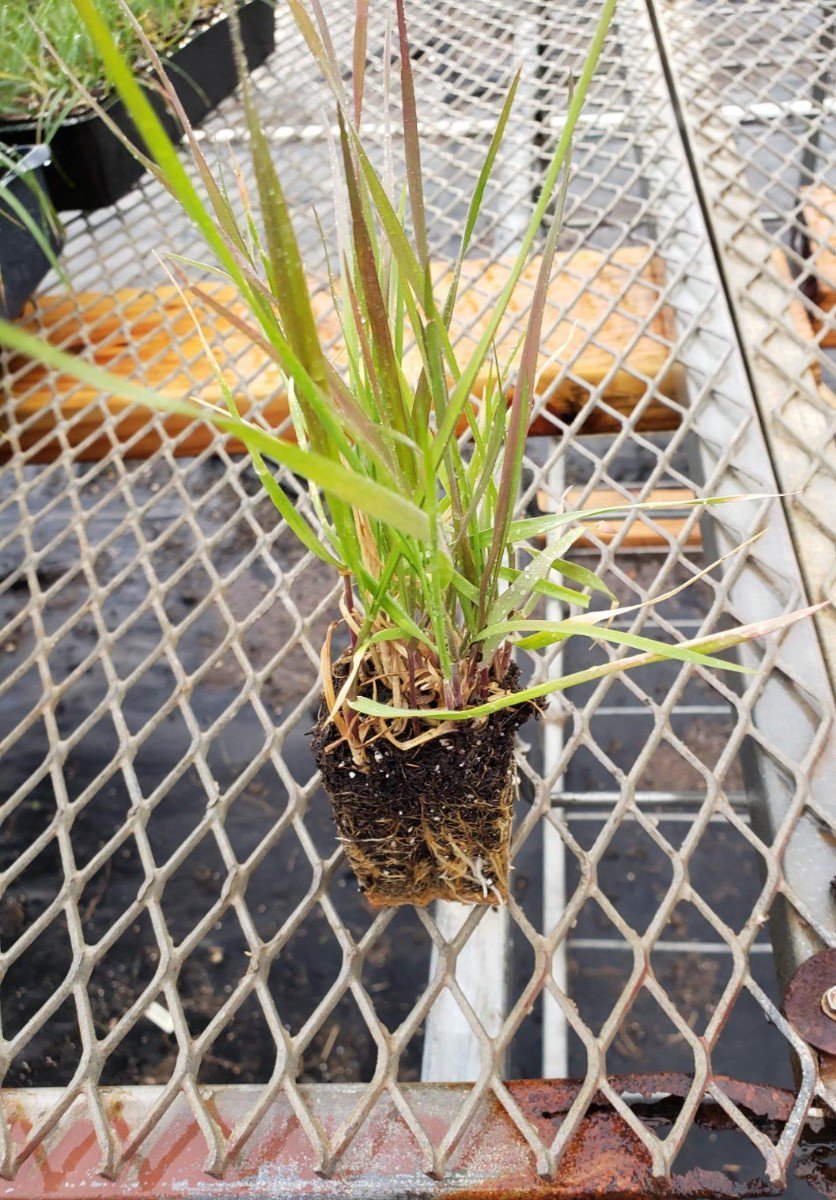 Photo for Elymus triticoides (Alkali Rye)
