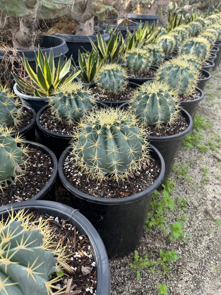 Photo for Ferocactus glaucescens (Blue Barrel Cactus)