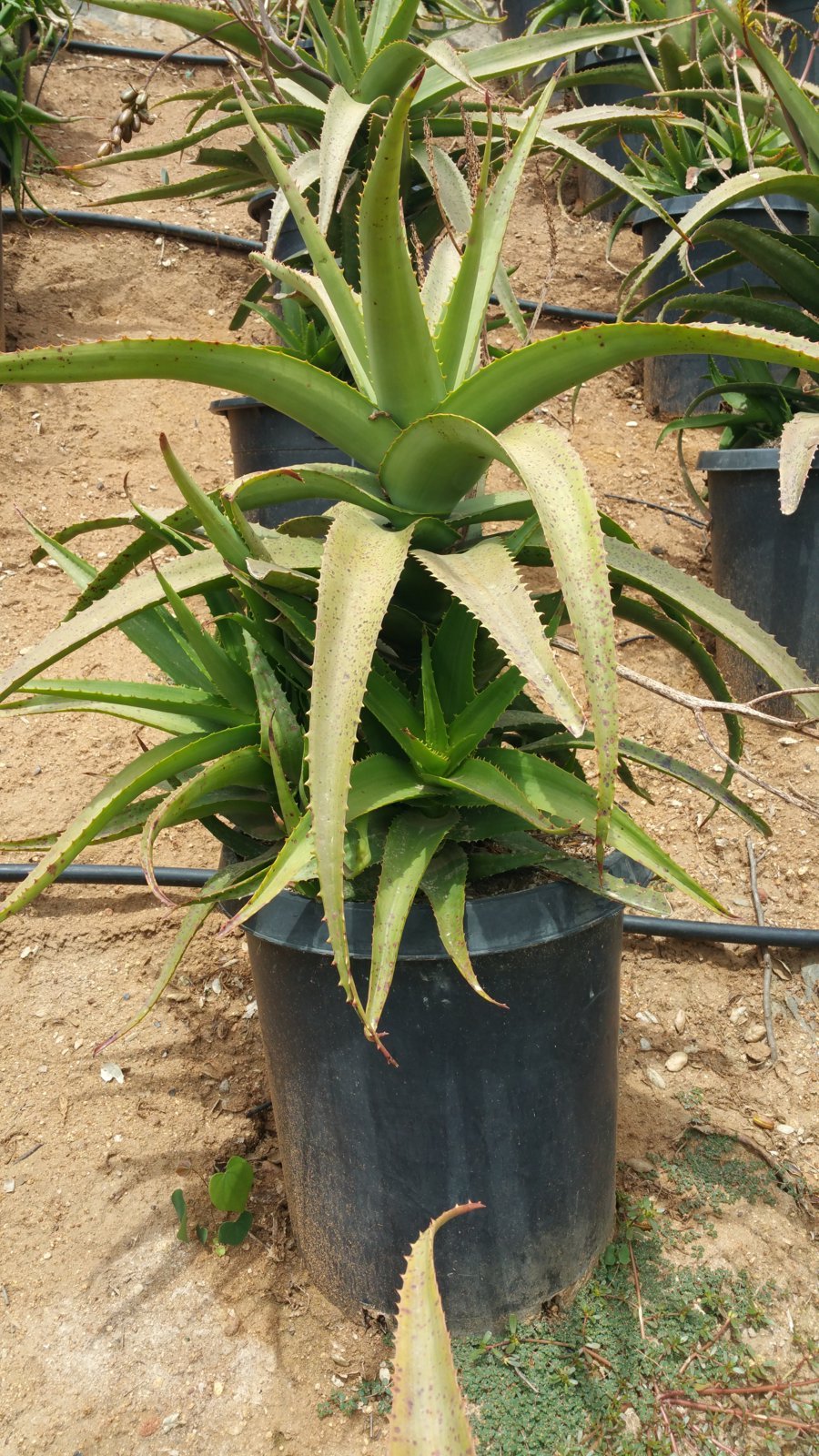 Photo for Aloe camperi 'Cornuta' (Horned Nubian Aloe)