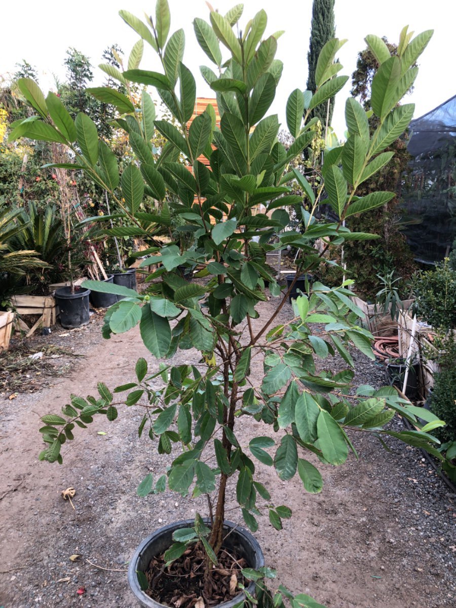 Photo for Psidium guajava 'Tropic Pink' (Tropic Pink Guava)