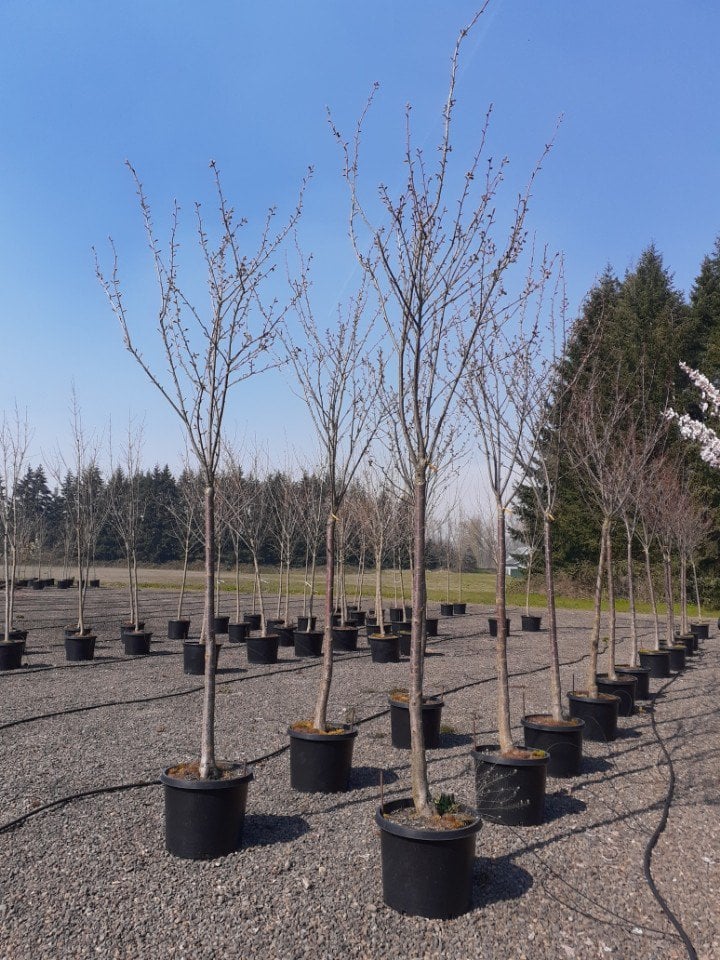 Photo for Prunus serrulata 'Kwanzan' (Kwanzan Flowering Cherry)