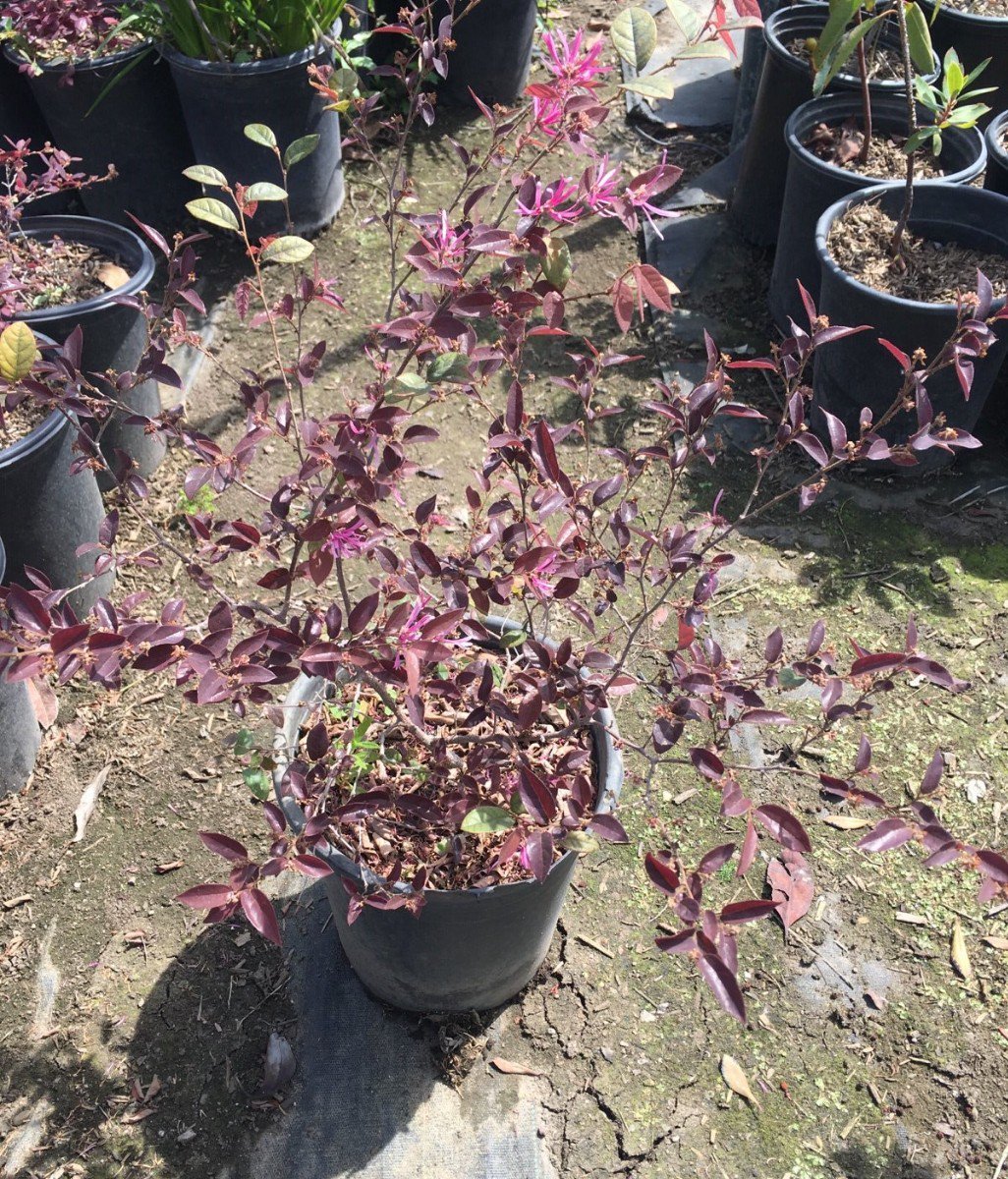 Photo for Loropetalum chinense 'Monraz' (Razzleberri Fringe Flower)