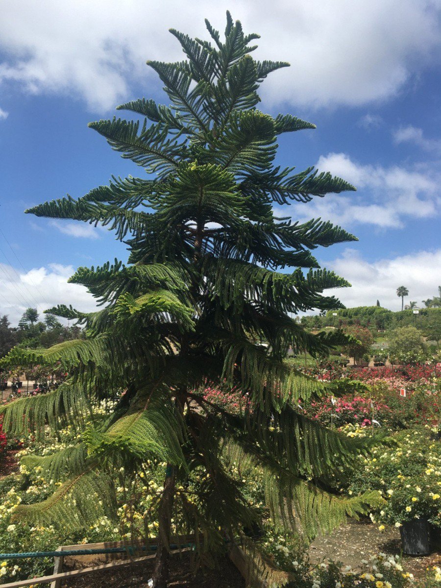 Photo for Araucaria heterophylla (Norfolk Island Pine, Star Pine)