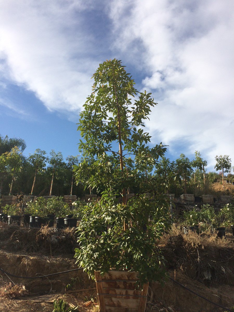 Photo for Tristaniopsis laurina (Water Gum)