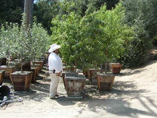 Photo for Prunus persica nucipersica (Nectarine)