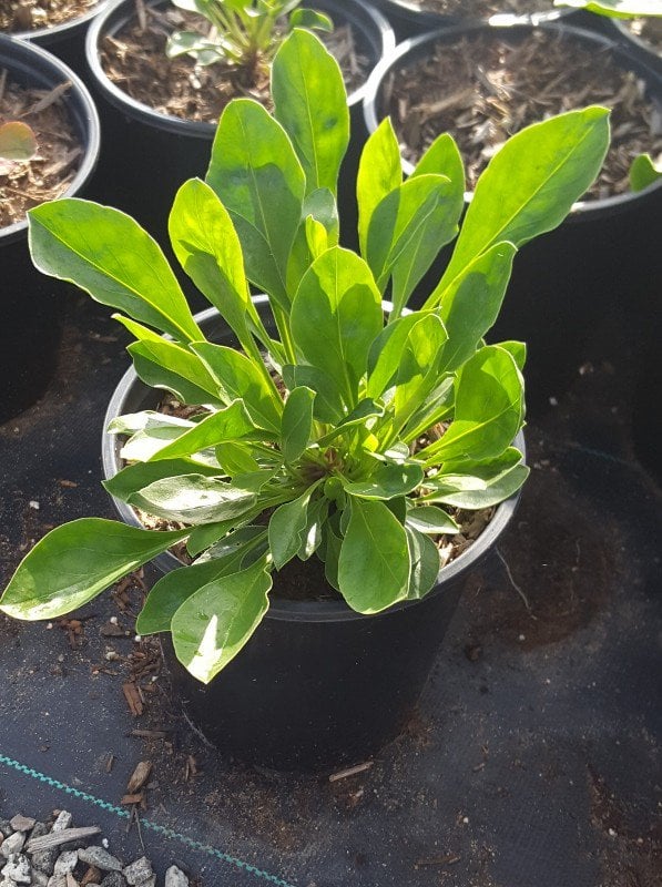 Photo for Penstemon eatonii (Firecracker Penstemon)