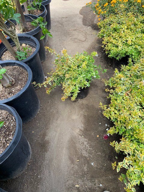 Photo for Abelia x grandiflora 'Kaleidoscope' (Kaleidoscope Abelia)