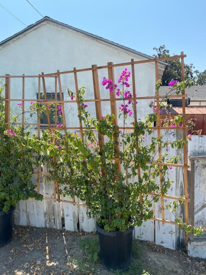 Photo for Bougainvillea spectabilis (B. brasiliensis) (Espalier) (Espaliered Purple Bougainvillea)