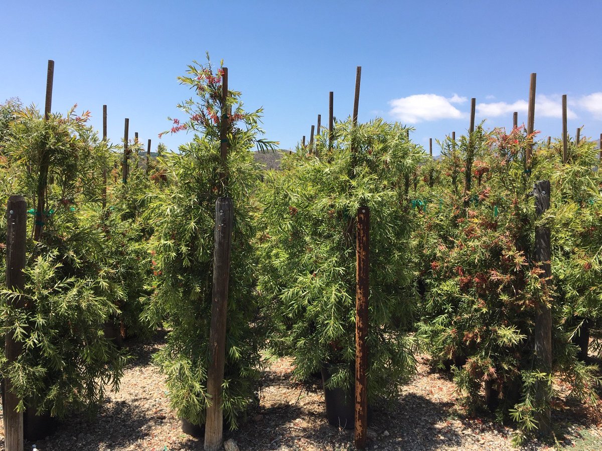 Photo for Callistemon viminalis (Weeping Bottlebrush)
