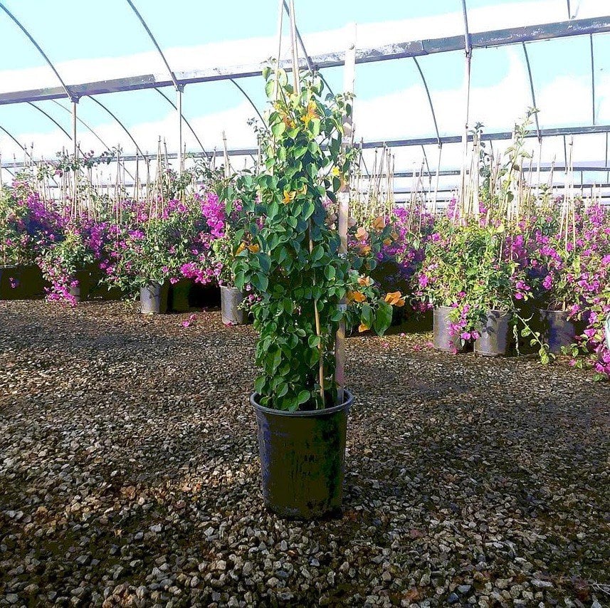 Photo for Bougainvillea 'California Gold' (California Gold Bougainvillea)