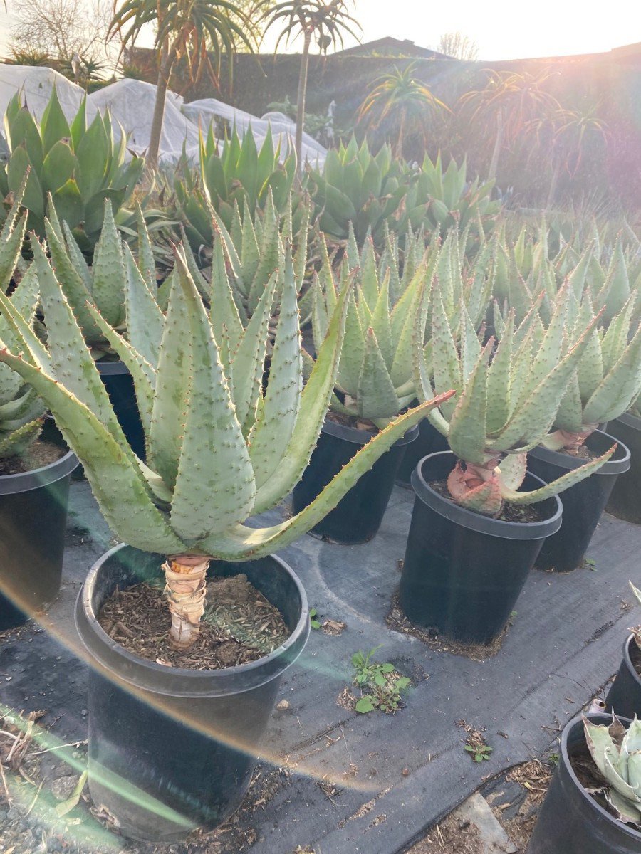 Photo for Aloe marlothii (Mountain Aloe)