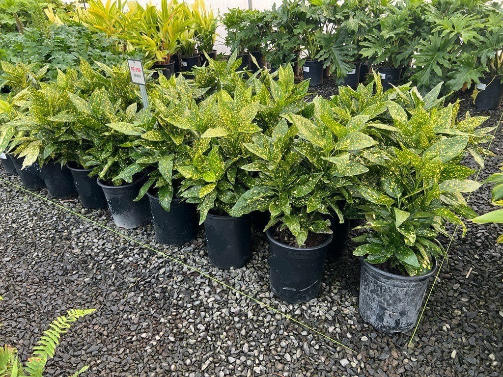 Photo for Aucuba japonica 'Mr. Goldstrike' (Mr. Goldstrike Aucuba)