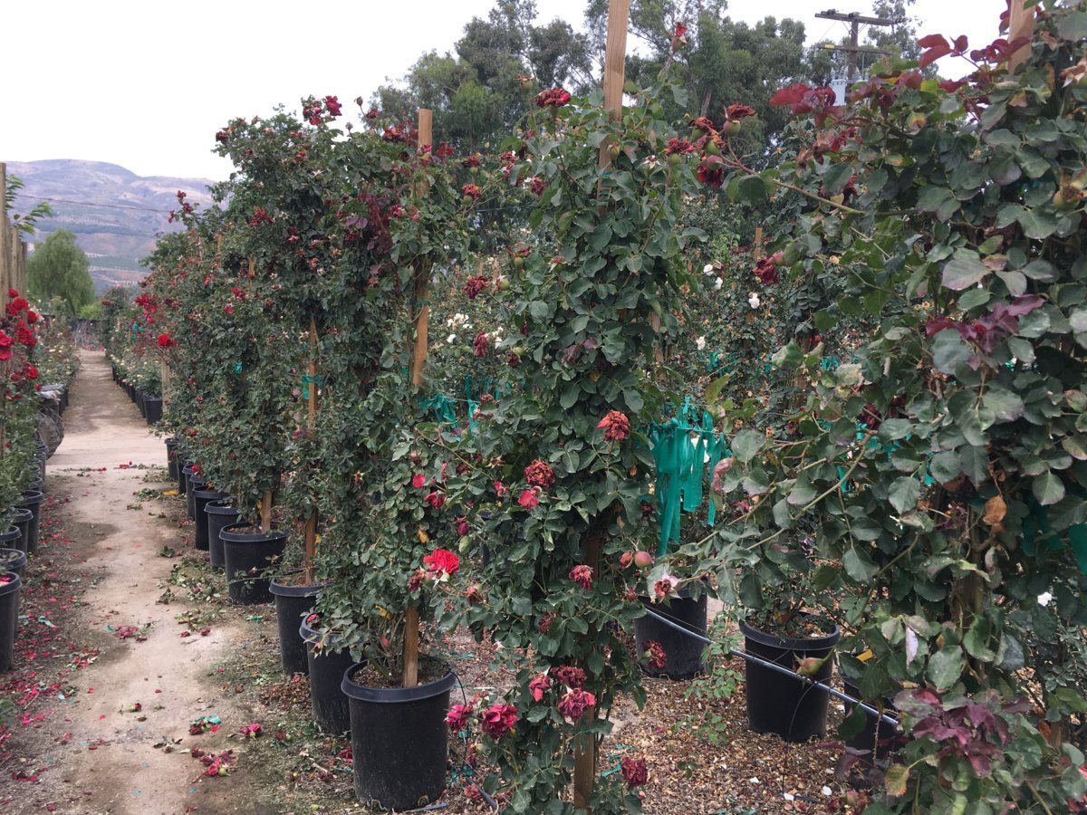 Photo for Rosa 'Don Juan' (Trellis) (Don Juan Climbing Rose)