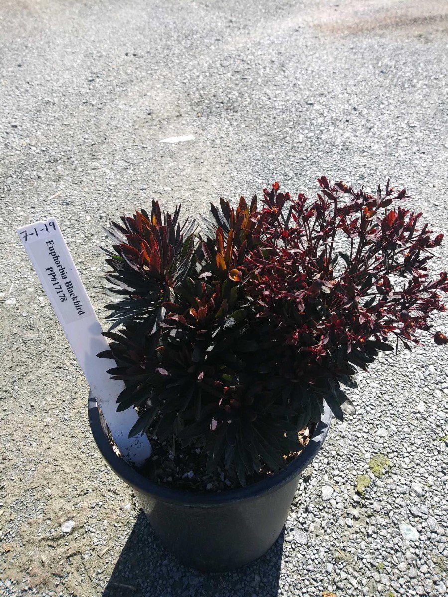 Photo for Euphorbia Blackbird 'Nothowlee' (Blackbird Spurge)