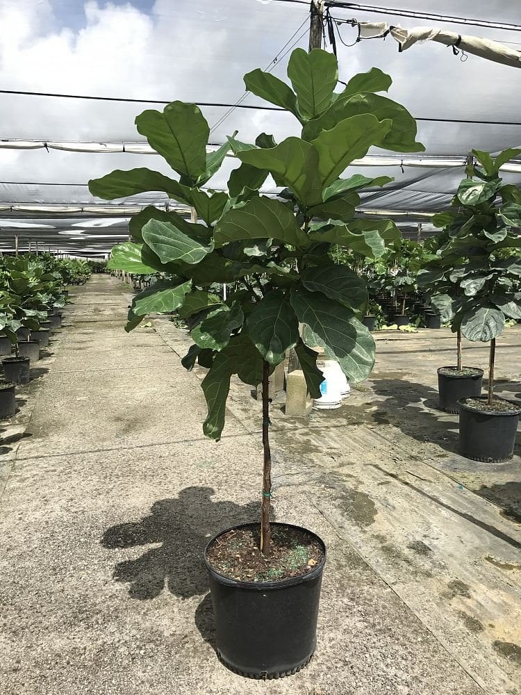 Photo for Ficus lyrata (Standard) (Fiddle-leaf Fig)