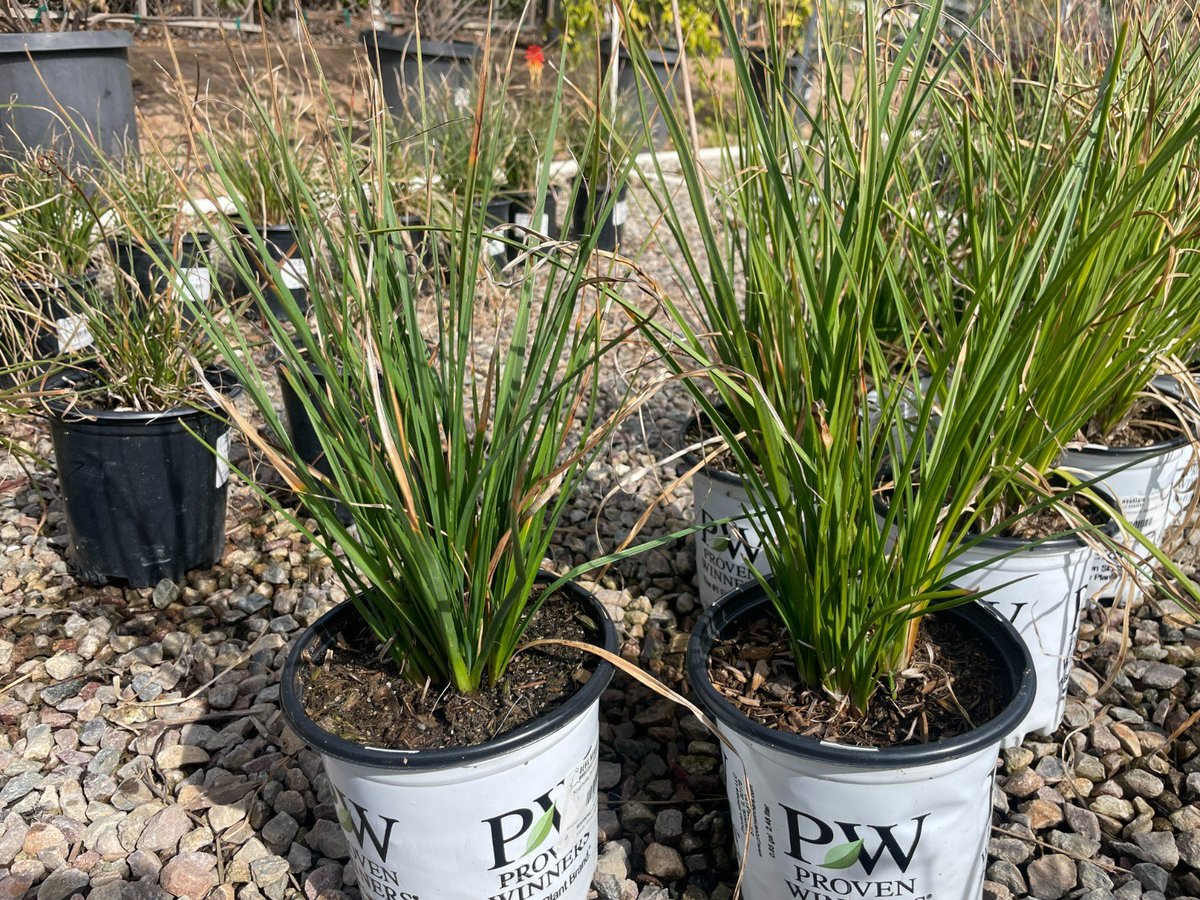 Photo for Kniphofia 'Fire Glow' (Fire Glow	Dwarf Red Hot Poker)