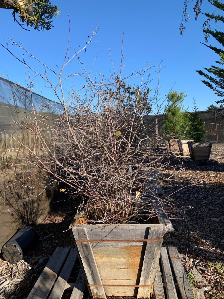 Photo for Corylus cornuta var. californica (Western Beaked Hazel)