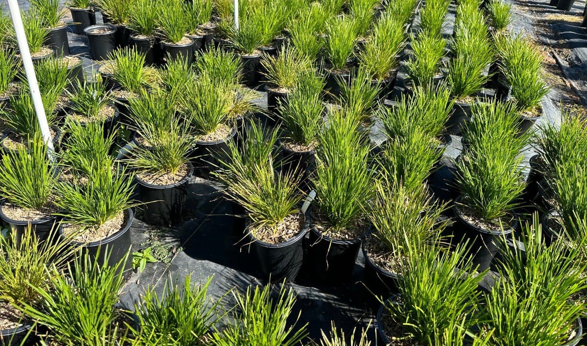 Photo for Lomandra confertifolia (Mat Rush)