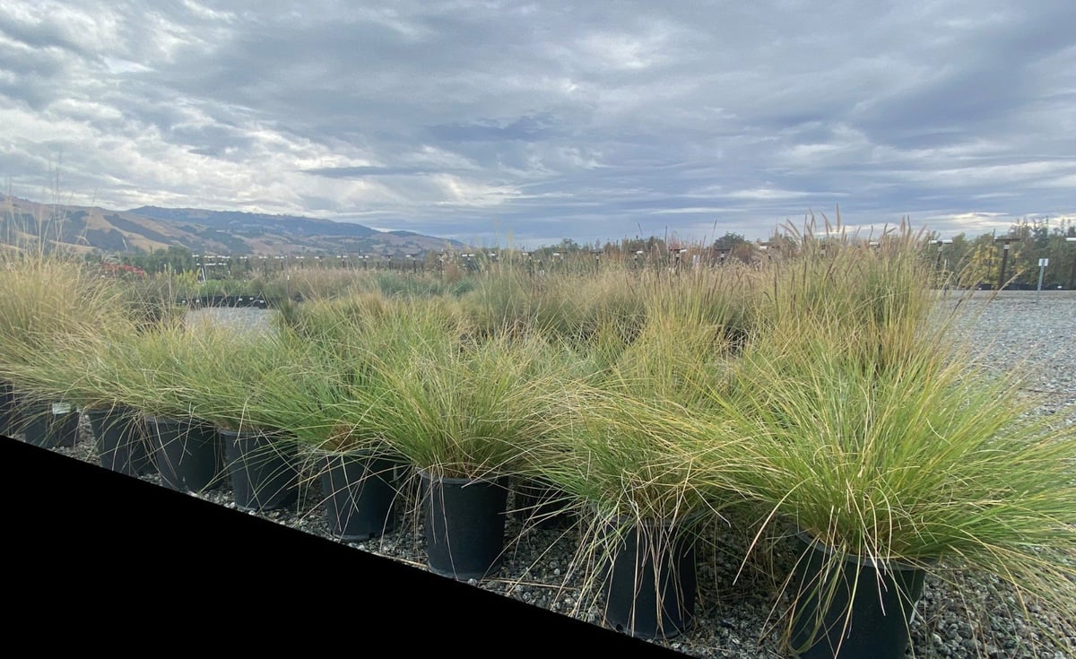Photo for Stipa gigantea (Giant Feather Grass)