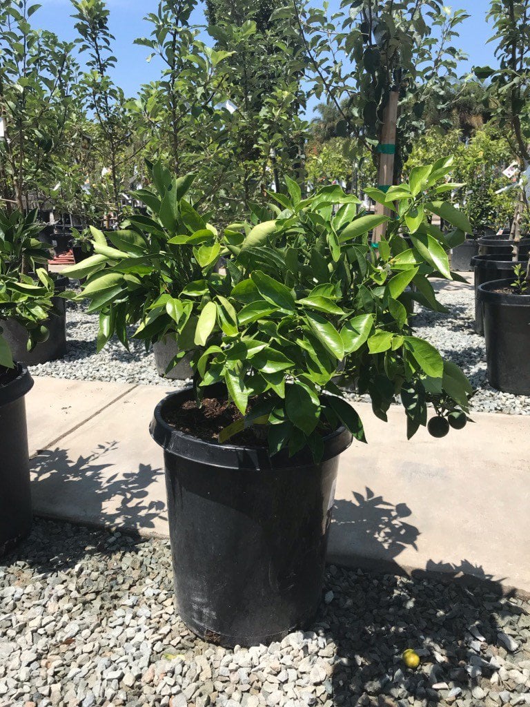 Photo for Citrus sinensis 'Valencia' (Dwarf) (Dwarf Valencia Orange)