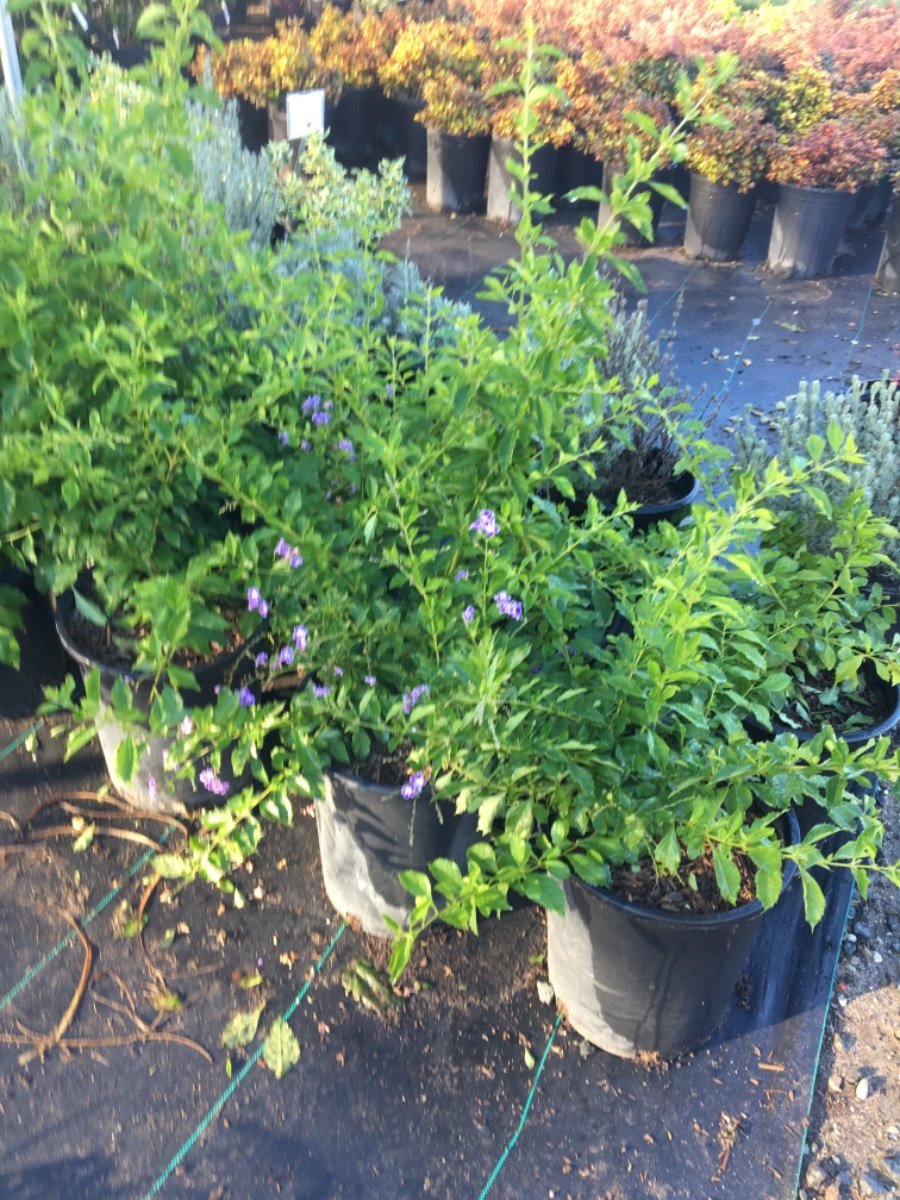 Photo for Duranta erecta 'Sweet Memories' (Sweet Memories Purple Sky Flower)