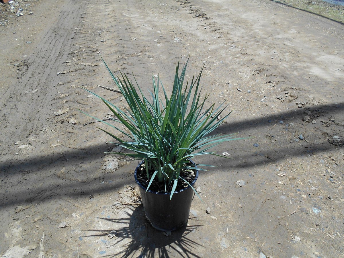 Photo for Dianella revoluta ‘Allyn-Citation’ (Cool Vista Dianella)