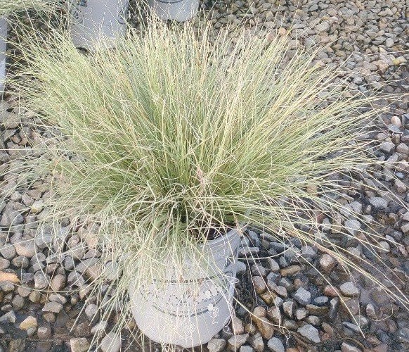 Photo for Carex albula (Frosty Curls Hair Sedge)