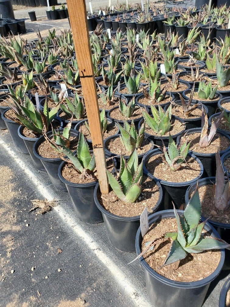 Photo for Agave shawii (Shaw's Agave)