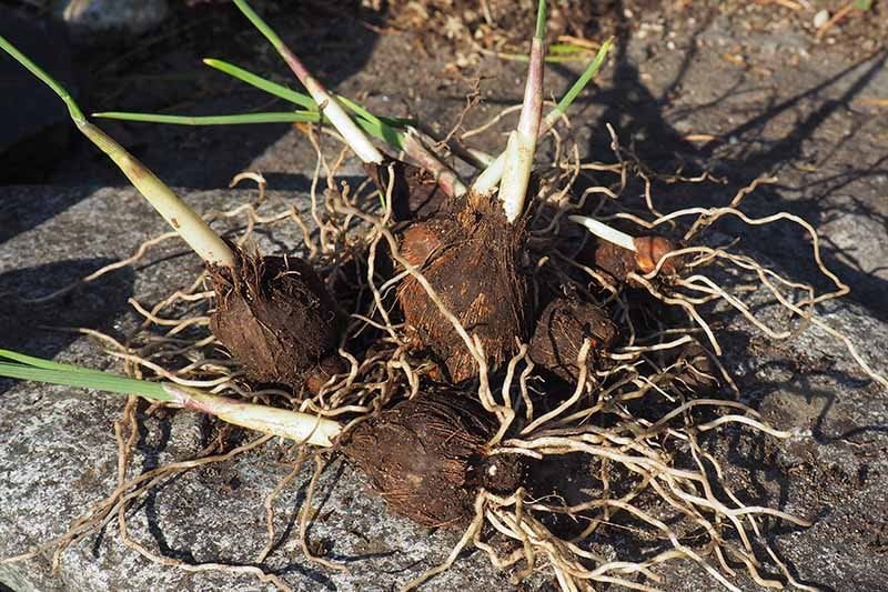 Photo for Iris Germanica 'Black Knight' (Black Knight German Iris)