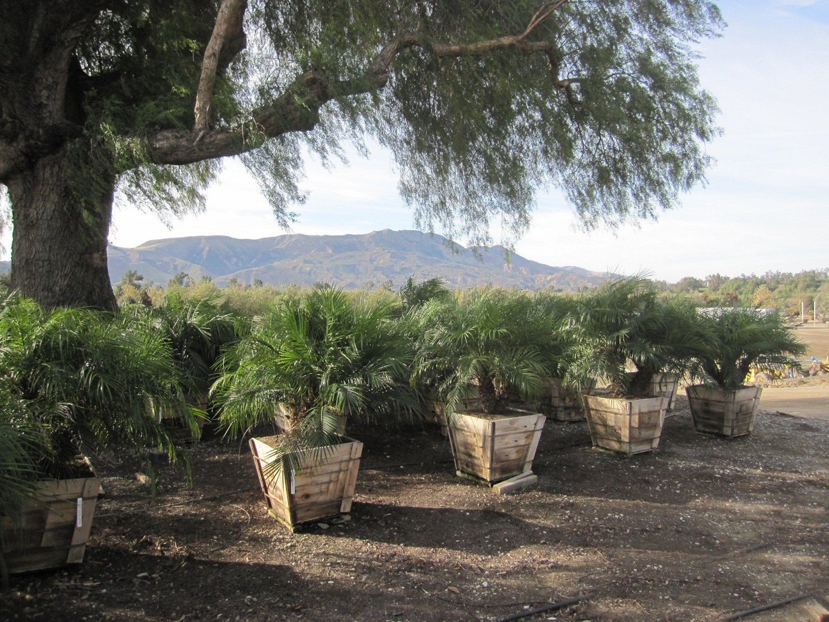 Photo for Phoenix roeblenii (Triple Trunk) (Pygmy Date Palm)