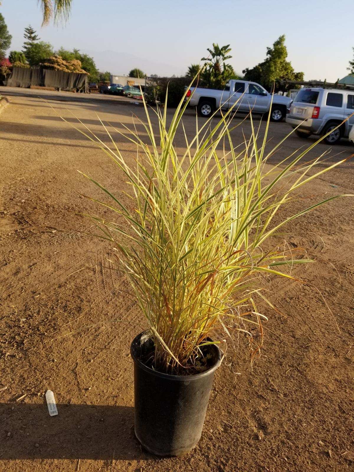 Photo for Miscanthus sinensis var. condensatus 'Cabaret' (Cabaret Japanese Silver Grass )