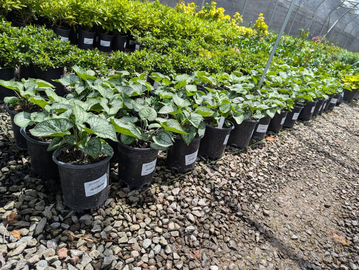 Photo for Brunnera macrophylla 'Jack Frost' (Jack Frost Siberian Bugloss)