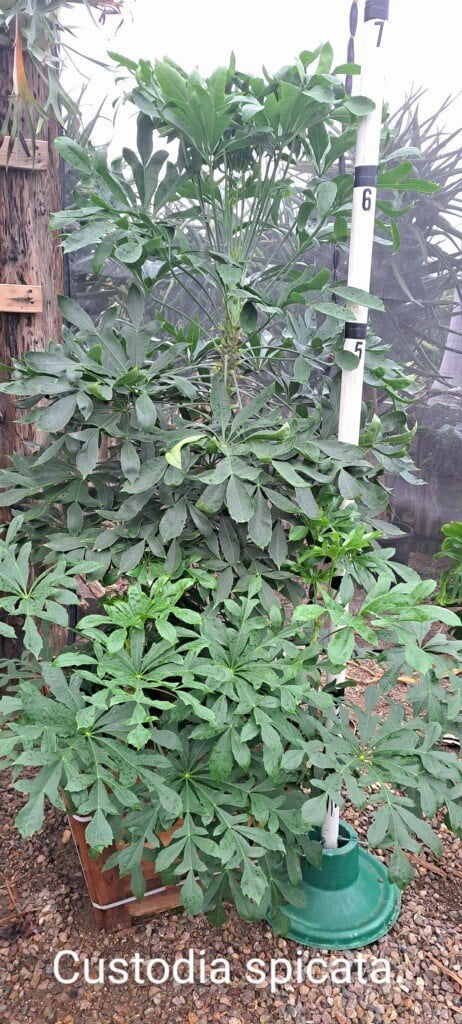 Photo for Cussonia spicata (Spiked Cabbage Tree)
