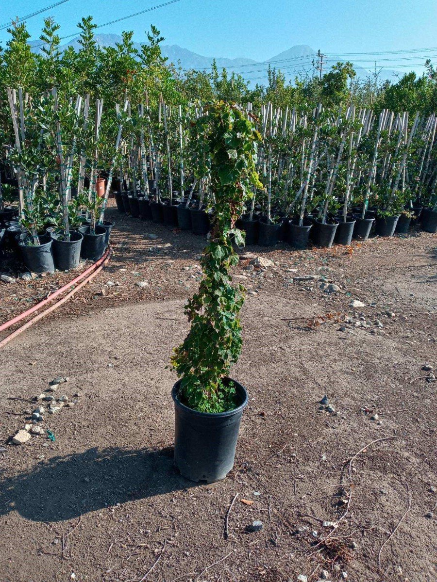 Photo for Parthenocissus tricuspidata 'Veitchii' (Veitchii Boston Ivy)