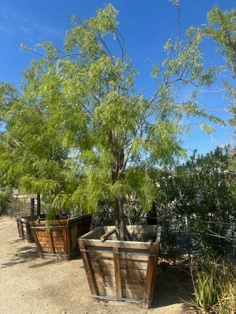 Photo for Prosopis glandulosa 'Thornless' (Multi) (Thornless Honey Mesquite)