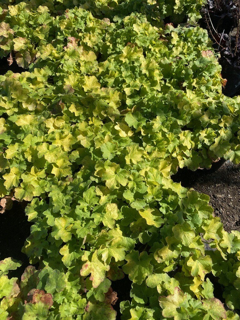 Photo for Heuchera 'Dolce Key Lime Pie' (Dolce Key Lime Pie Coral Bells)