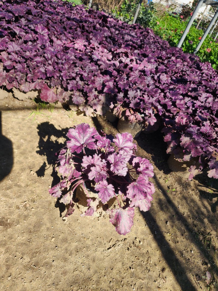 Photo for Heuchera 'Forever Purple' (All Star Coral Bells)